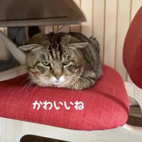 椅子の上の猫