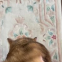 飼い主に持ち上げられた瞬間