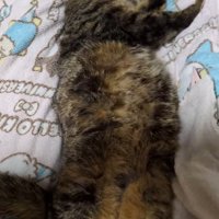 お腹を出して眠る猫