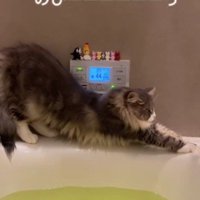 湯船の縁で伸びをする猫
