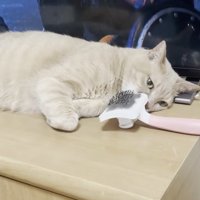 横たわった姿