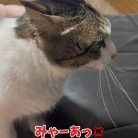 怒った鳴き声で鳴いている猫