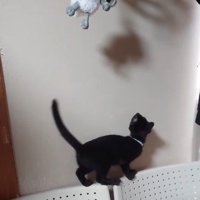 ぬいぐるみを見上げる子猫