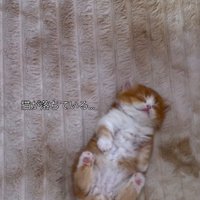 仰向けになって昼寝をする子猫