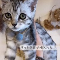 てのひらにのった子猫