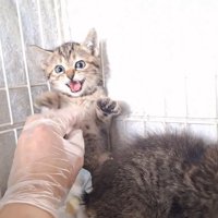 威嚇する子猫