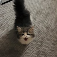 ママさんの呼び掛けに返事する子猫