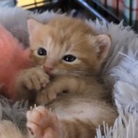 仰向けに寝る子猫