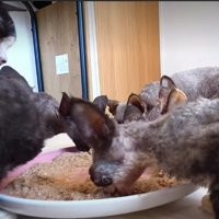 ご飯を食べるデボンレックスたち