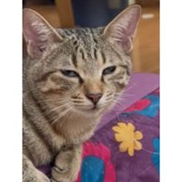 室内にいる猫