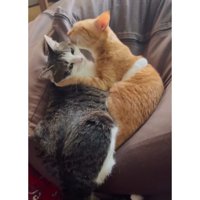 寝ている猫たち