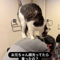 男の子の背中に乗っている猫
