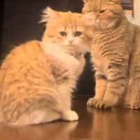 しょんぼりする猫