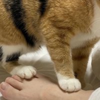 人間の足の甲を踏む猫の足のアップ