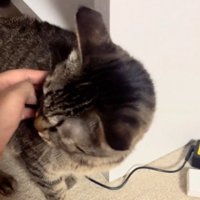 手を舐める猫