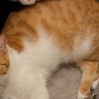 横になっている猫の体部分