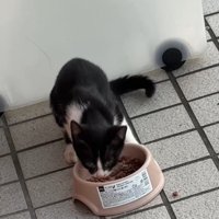 少し顔をあげる子猫