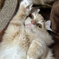 右手をあげている猫