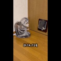 扉前のあずきちゃん
