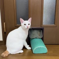 猫用通路に枕が通らずに困る猫