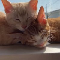 窓際で重なって寝ている2匹の子猫