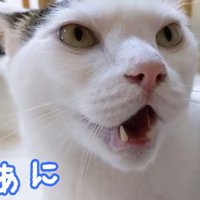 完璧にお返事するチロくん2
