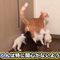 子猫に囲まれる成猫