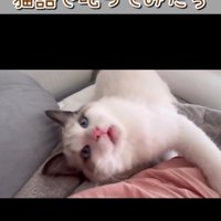 飼い主が「シーッ！」と声をかけても腕から離れない猫