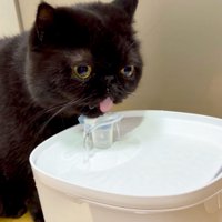 水を飲む猫