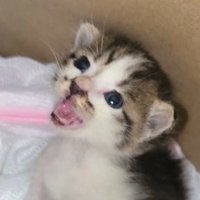 見上げながら鳴く子猫