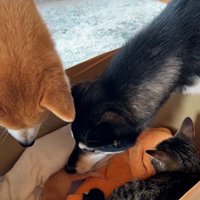 子猫を見守る犬と猫