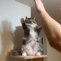 仁王立ちしている猫