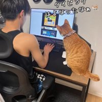 子供と一緒にパソコンを見ている猫