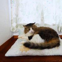 何かを見つめる猫