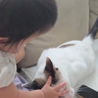 赤ちゃんと猫