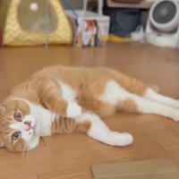 床に寝そべる猫