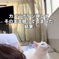 眠るママの隣に座る白猫