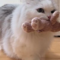 声をあげながらカメラの前を通り過ぎるミヌエット