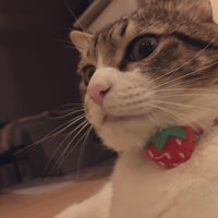首輪をつけた猫