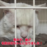 ケージの中の猫