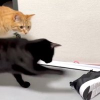 2匹の猫とスニーカー