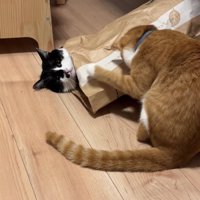 紙袋に入っている猫のそばで左前足を浮かせて顔を伏せている茶トラ猫