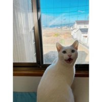 窓辺にいる猫