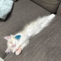 ソファで寝ている子猫