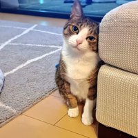 ソファに寄り添って小首をかしげるキジ白猫