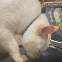 名残惜しそうな猫