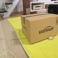 箱から尻尾の先っぽ