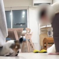 室内にいる猫たち