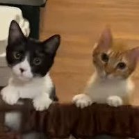 2匹の猫のアップ