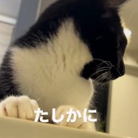 時計を見上げるキジトラ猫を見つめる白黒猫